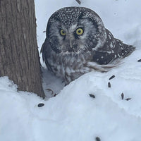 OVAP March 29 SNOVAP Winter Adventure Hike: Intermediate SNOVAP Winter Adventure Hikes - Ottawa Valley Air Paddle