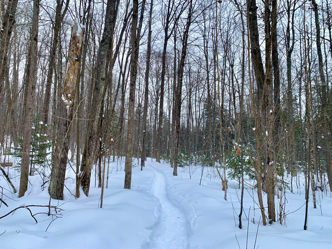 OVAP March 22 SNOVAP Winter Adventure Hike: Easy SNOVAP Winter Adventure Hikes - Ottawa Valley Air Paddle