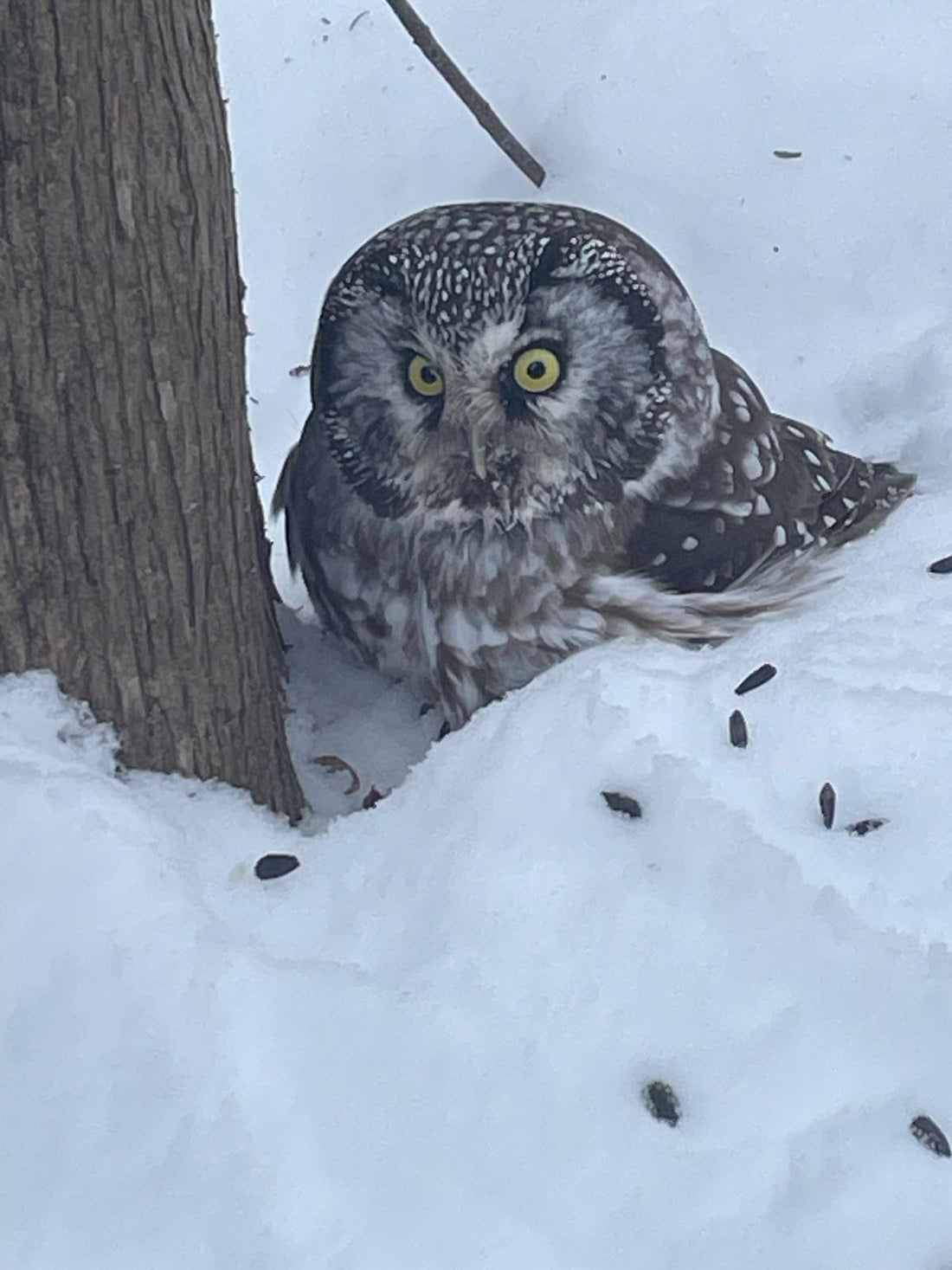 OVAP March 29 SNOVAP Winter Adventure Hike: Intermediate SNOVAP Winter Adventure Hikes - Ottawa Valley Air Paddle