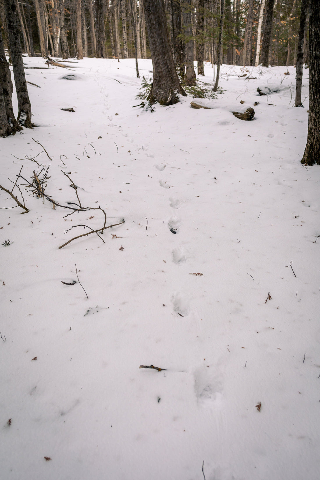 OVAP SNOVAP Winter Adventure Walks SNOVAP Winter Adventure Walks - Ottawa Valley Air Paddle