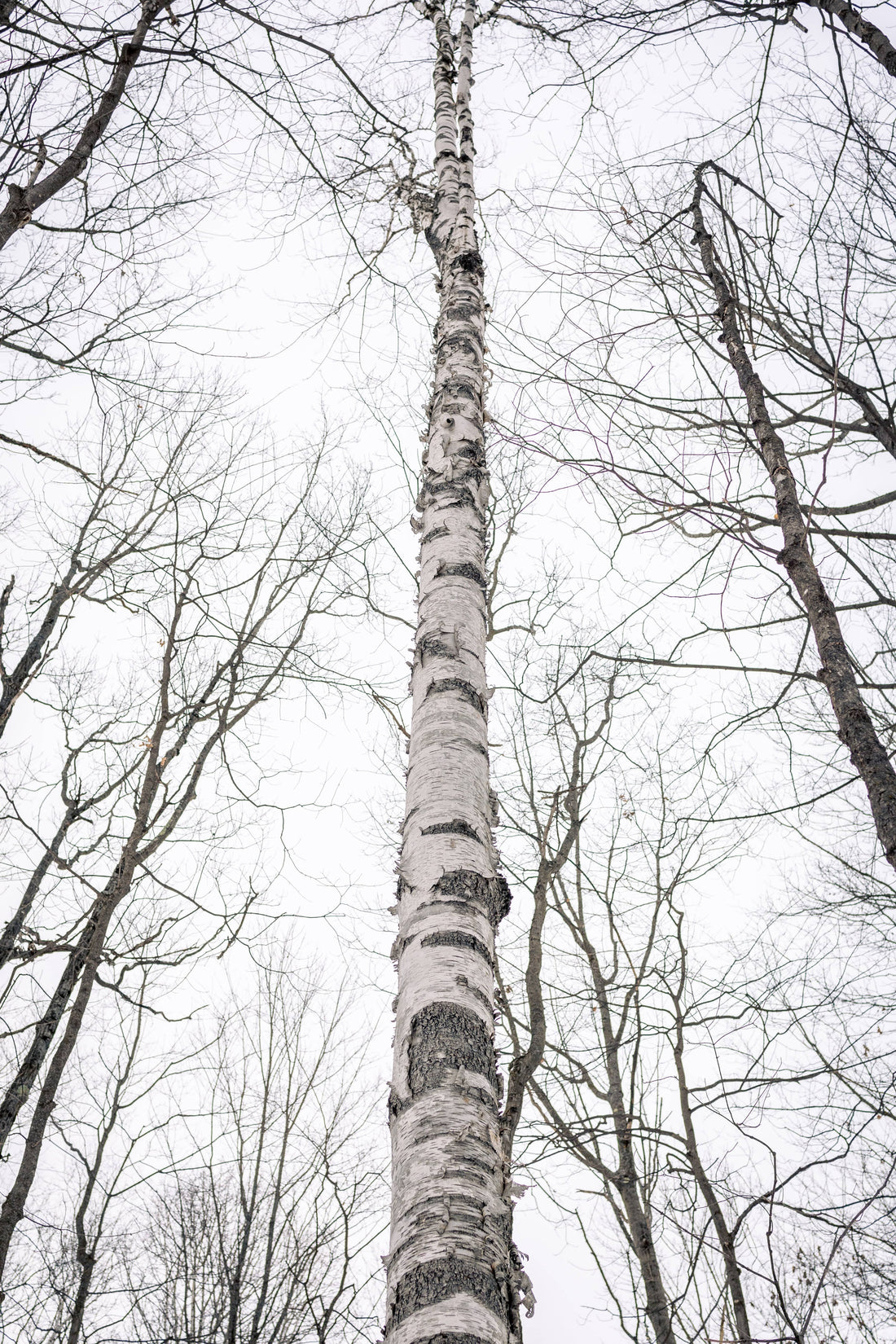 OVAP SNOVAP Winter Adventure Walks SNOVAP Winter Adventure Walks - Ottawa Valley Air Paddle