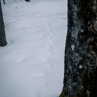 OVAP SNOVAP Winter Adventure Walks SNOVAP Winter Adventure Walks - Ottawa Valley Air Paddle