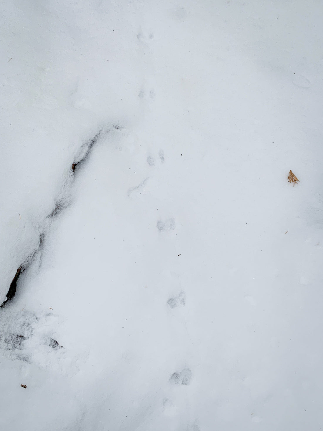 OVAP SNOVAP Winter Adventure Walks Witches Paddle - Ottawa Valley Air Paddle