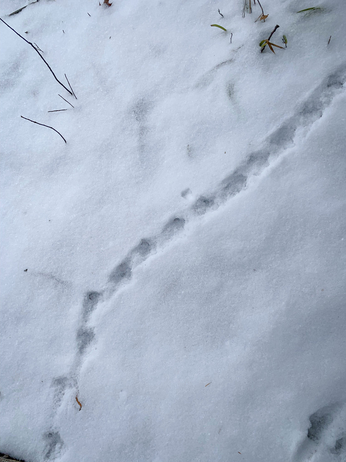 OVAP SNOVAP Winter Adventure Walks Witches Paddle - Ottawa Valley Air Paddle